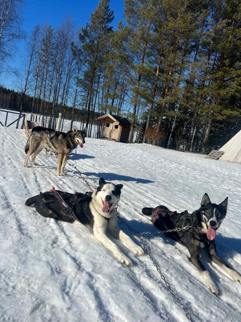 Nordic Husky