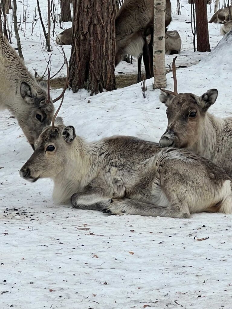 rendieren in Lapland